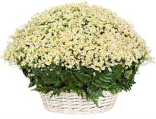 Цветочная композиция из Ромашки в корзине #REPLACE_PRED# Салаире