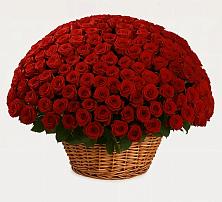 Премиум букет из: Розы в Салаире